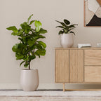 Corso Planter