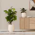 Corso Planter